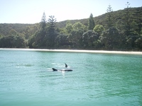 Dolphins at Motorua Island - sailing on our charter yacht Sensation